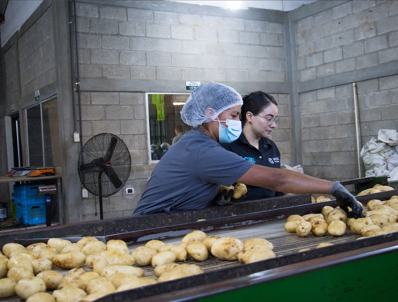 Personal trabajando en el procesamiento de productos agrícolas